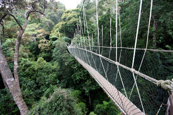 Hängebrücke im Dschungel des Nationalsparks Taman Negara, Malaysia