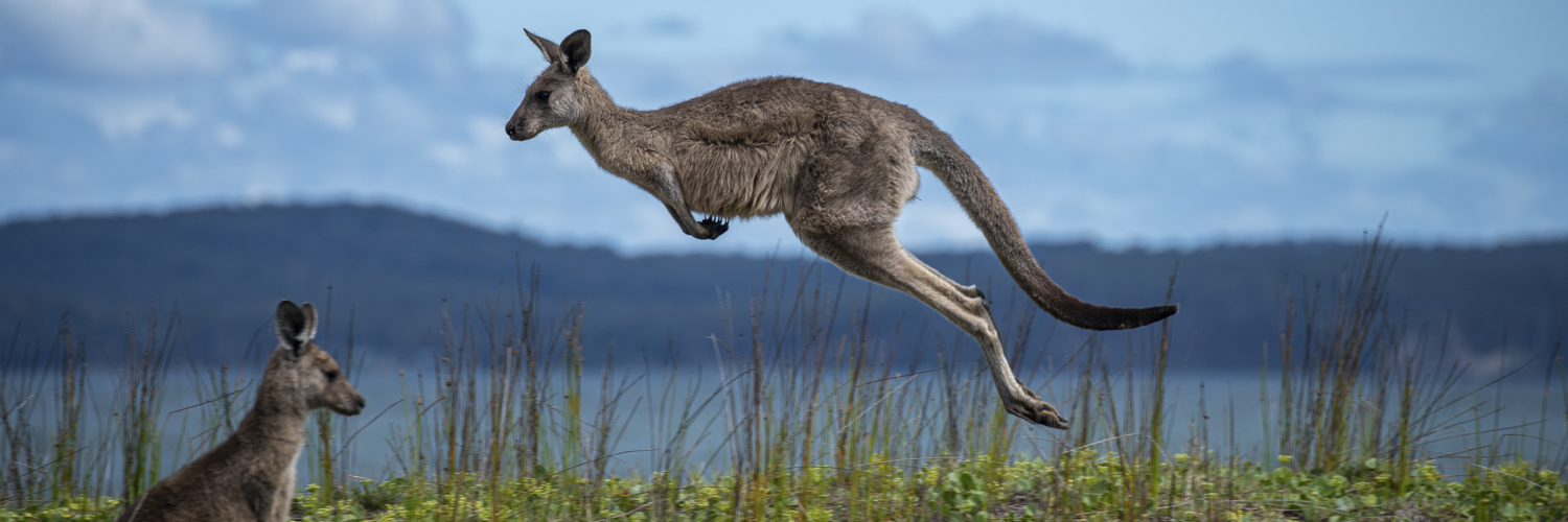 Känguruh in Australien