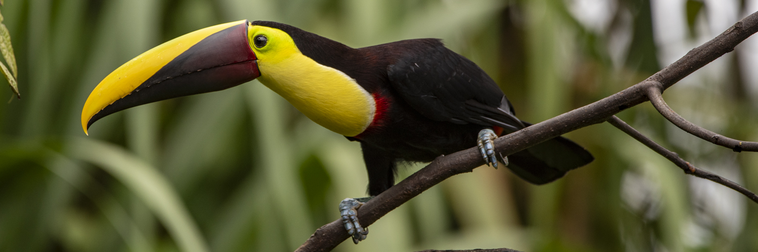 Ein neugieriger Tucan in La Fortuna, Costa Rica