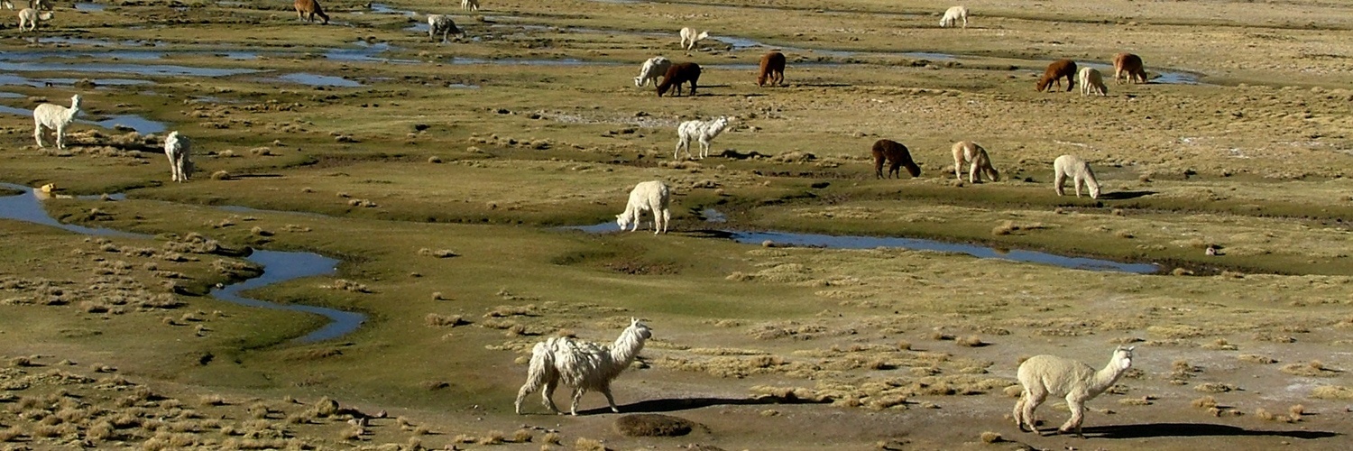 Lamas und Alpakas finden in den Anden perfekte Lebensbedingungen, Peru